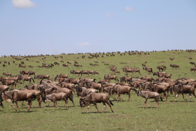 Wildebeest Migration Safari in Kenya and Tanzania