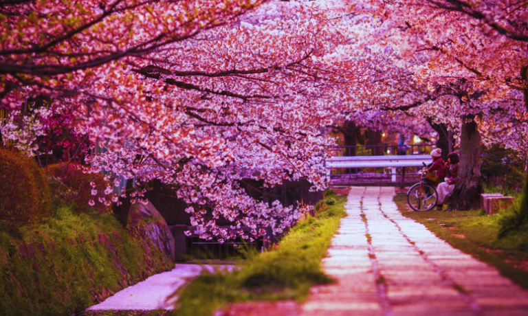 Sakura in Hokkaido